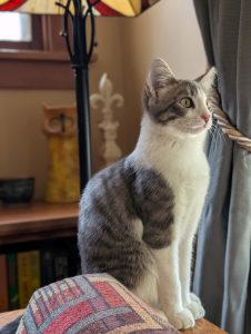 Oliver, a grey and white domestic shorthair cat.